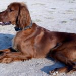 Item essencial para cães com doença celíaca